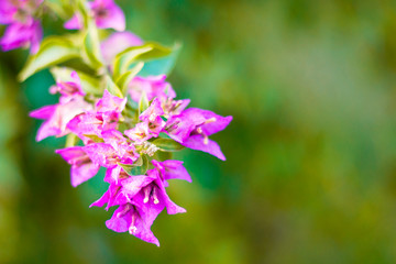 beautiful purple flowers, on blurred green background, closeup