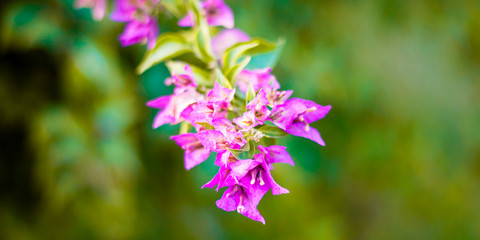 beautiful purple flowers, on blurred green background, closeup