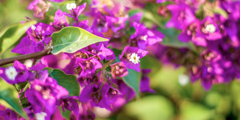 Obraz na płótnie Canvas beautiful purple flowers, on blurred green background, closeup