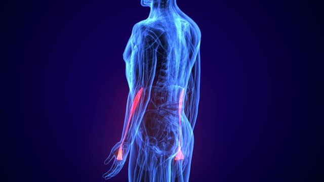 3d rendered, medically accurate illustration of the extensor digitorum
