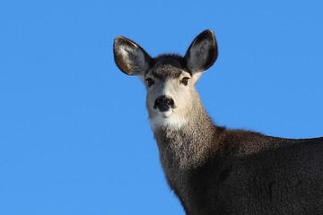 portrait of a deer