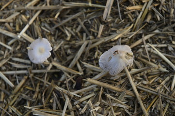 Mushrooms in the natural environment