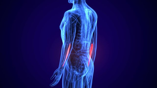 3d rendered, medically accurate illustration of the extensor digitorum
