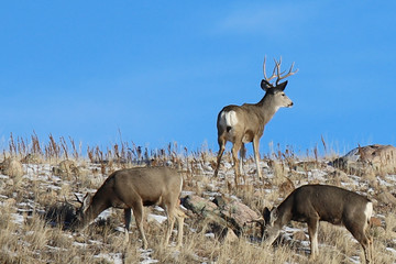 deer in the mountains