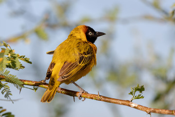 Male Northern Masked Weaver bird, Lake Baringo, Kenya, Africa