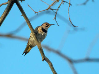 Northern flicker woodpecker