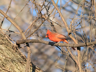 Cardinal male bird