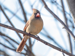 Female cardinal bird
