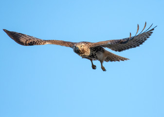 Red-tailed hawk juvenile