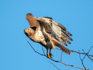 Red-tailed hawk juvenile