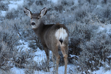 deer in winter