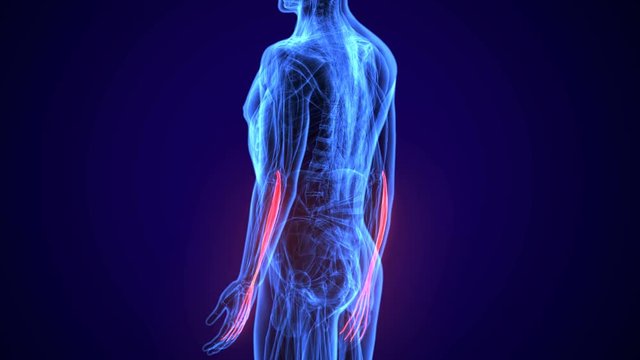 3d rendered, medically accurate illustration of the extensor digitorum
