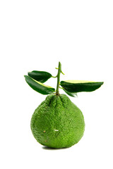 Green lime fruit isolated on white background