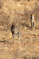 Cheetah roaming the plains on the Masai Mara, Kenya, Africa