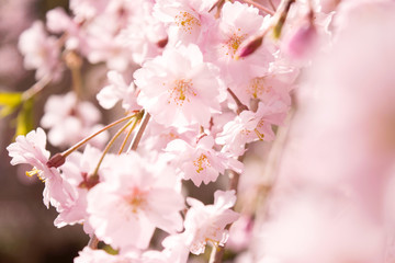 桜花のクローズアップ