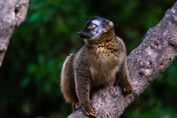 Lemur mongoose, Eulemur mongoz Lemuridae, resting on a branch in a jungle.