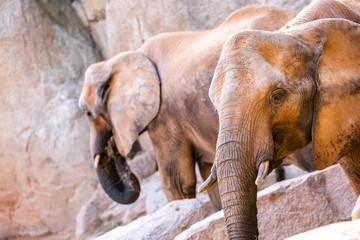 Fototapeta premium Pair of African savannah elephants, Loxodonta africana, strolling calmly.
