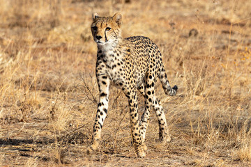 Cheetah roaming the plains on the Masai Mara, Kenya, Africa