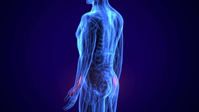 3d rendered, medically accurate illustration of the extensor digitorum


