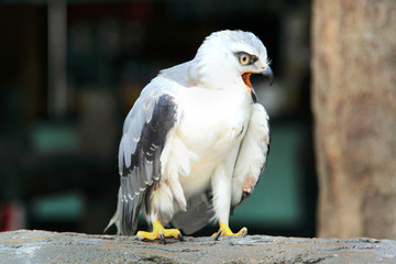 the eagle (elanus caeruleus) opening its beak standing on the rock
