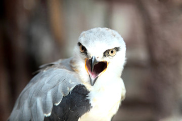 the eagle (elanus caeruleus) opening its beak in close up