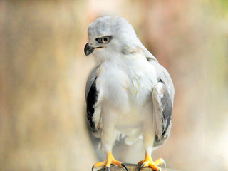 the eagle (elanus caeruleus) standing on the rock