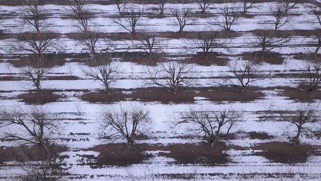 Aerial of a grove of pecan trees in winter
