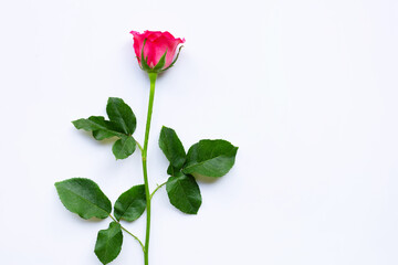 Obraz premium Fresh red rose flower on the white background.