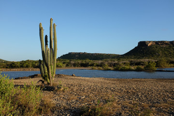 Curacao cactus