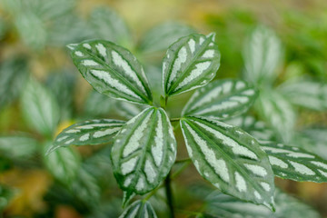 leaf, plant, green, herb, leaves, nature, mint, cannabis, marijuana, hemp, medicine, garden, peppermint, herbal, isolated, weed, closeup, spring, fresh, natural, grass, macro, flora, food, flower