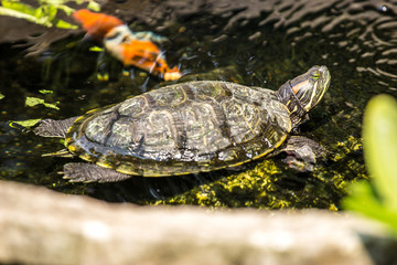 Fototapeta premium Japanese turtles in a pond