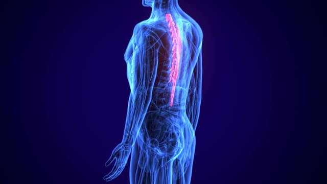 3d illustration of medical accurate illustration of the spinalis thoracis
