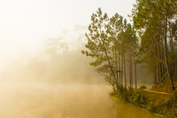 Fototapeta na wymiar Foggy pine forest