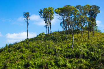 Fototapeta premium The tree on hill mountain