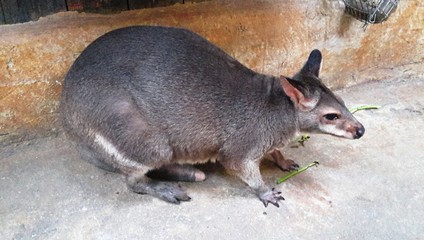 Red-necked wallaby or Bennett's wallaby (Macropus rufogriseus) © noraismail