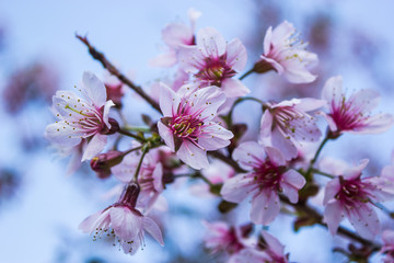 Wild Himalayan Cherry