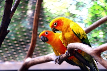 Sun Conure bird sitting on a tree branch