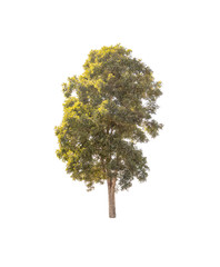 Fototapeta premium Isolated Trees on white background. Diversity of trees.