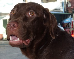 Chocolate Labrador Retriever