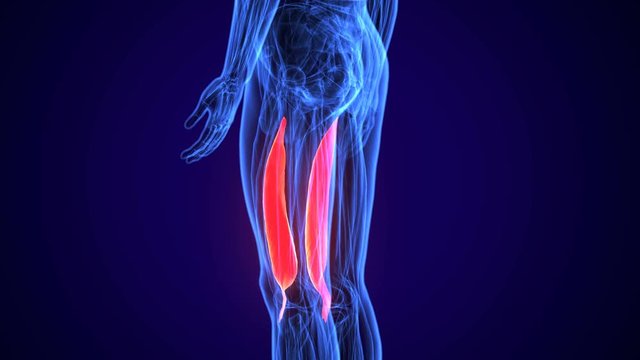 3d rendered, medically accurate illustration of the vastus lateralis
