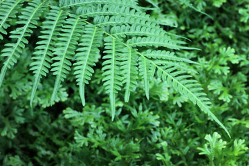 Natural abstract background of fern leaves.