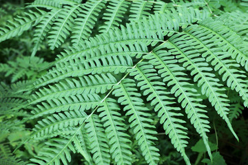 Natural abstract background of fern leaves.