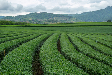 Beautiful landscape of oolong tea plantations rows on the hills background in cloudy weather in Singha Park, Thailand