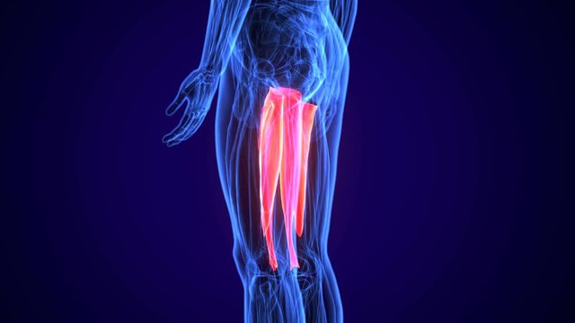 3D gluteus medius and minimus human upper leg anatomy or anatomical and muscle 