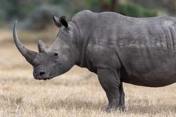 Foto op Plexiglas White rhinoceros, Kenya, Africa © Heather