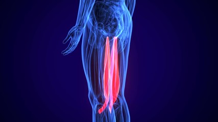 3D gluteus medius and minimus human upper leg anatomy or anatomical and muscle 