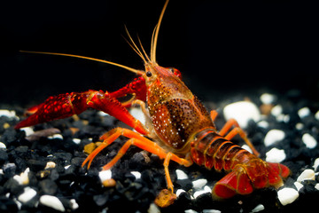 The Crayfish procambarus clarkii; ghost show power in the fishtank and black background.It's very strong procambarus in the water.