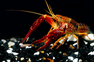 The Crayfish procambarus clarkii; ghost show power in the fishtank and black background.It's very strong procambarus in the water.