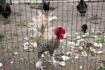 Rooster on an agricultural farm