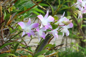 Fototapeta premium orchid in green garden background.